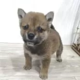 豆柴【茨城県・男の子・2025年8月27日・赤】の写真4