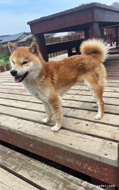 豆柴【・男の子・2023年10月7日・くん赤】