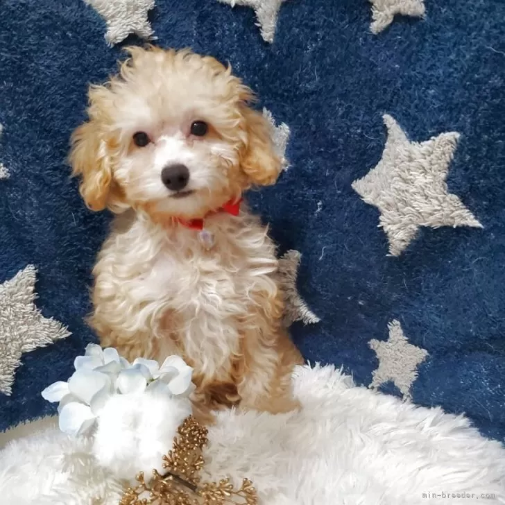 ティーカッププードル【千葉県・男の子・2025年8月6日・オレンジ・フォーン(アプリコット)】の写真1