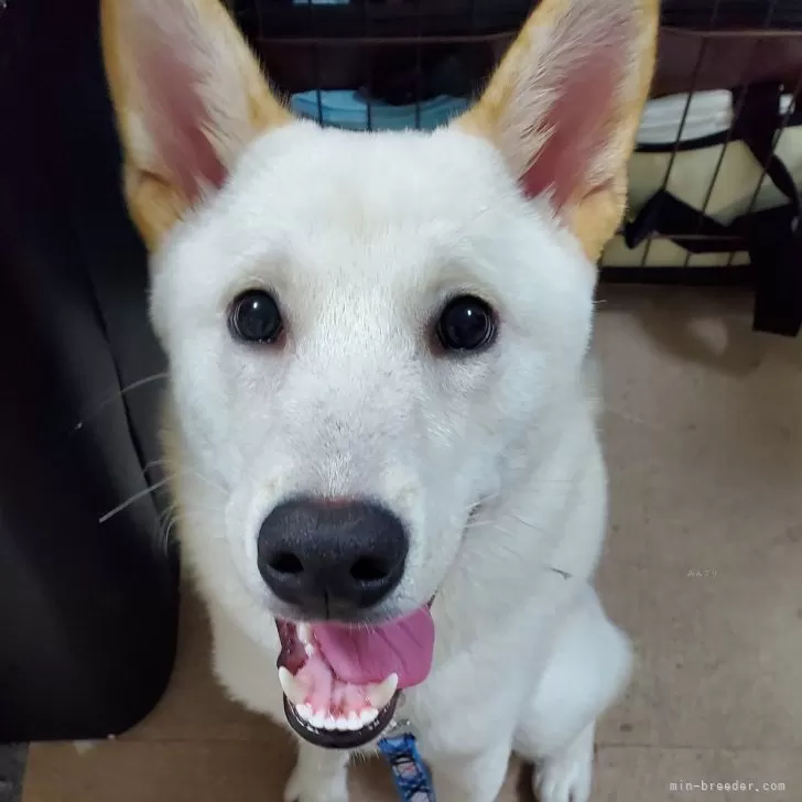 ID：2405-04571の子犬