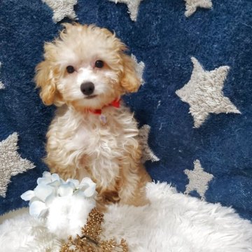 トイプードル(ティーカップ)【千葉県・男の子・2025年8月6日・オレンジ・フォーン(アプリコット)】の写真「3番目の元気なSigma(シグマ）くんです♬」