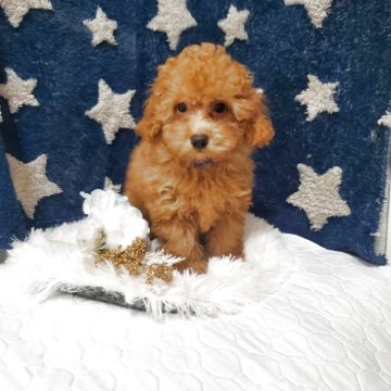 トイプードル(ティーカップ)【千葉県・男の子・2025年8月6日・レッド・フォーン(レッド)】の写真「1番目甘えん坊のTheta(シータ）くんです♬」