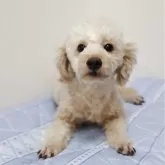 トイプードル(トイ)