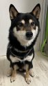柴犬(標準サイズ)【・男の子・2019年10月22日・黒】