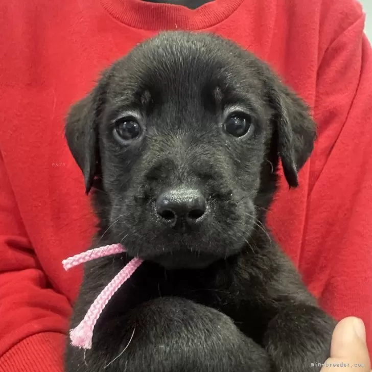 ID：2502-05109の子犬