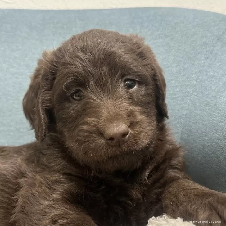 ID:2501-03128の子犬