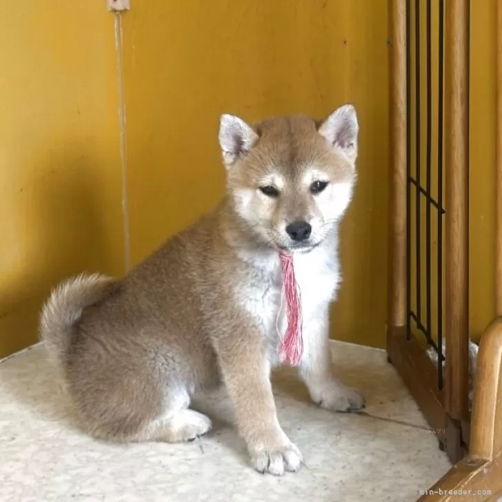 Y.C 様のお迎えした子犬