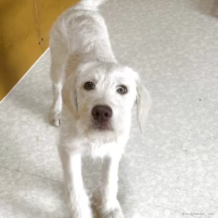 ID：2501-03117の子犬