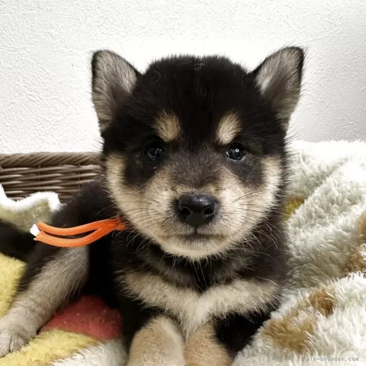 ヒロ 様のお迎えした子犬