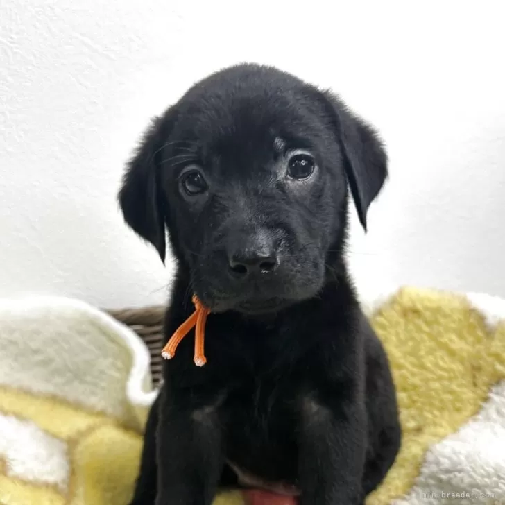 H.Y 様のお迎えした子犬