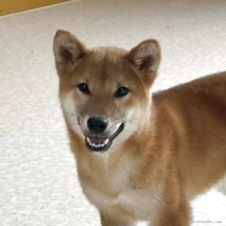 M.H 様のお迎えした子犬