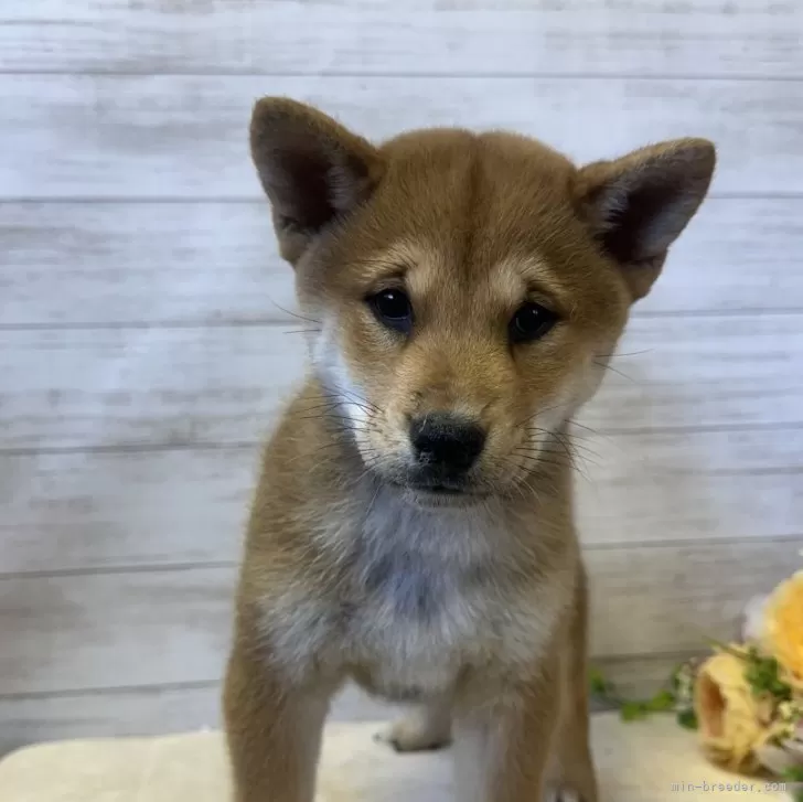 ID：2410-03838の子犬