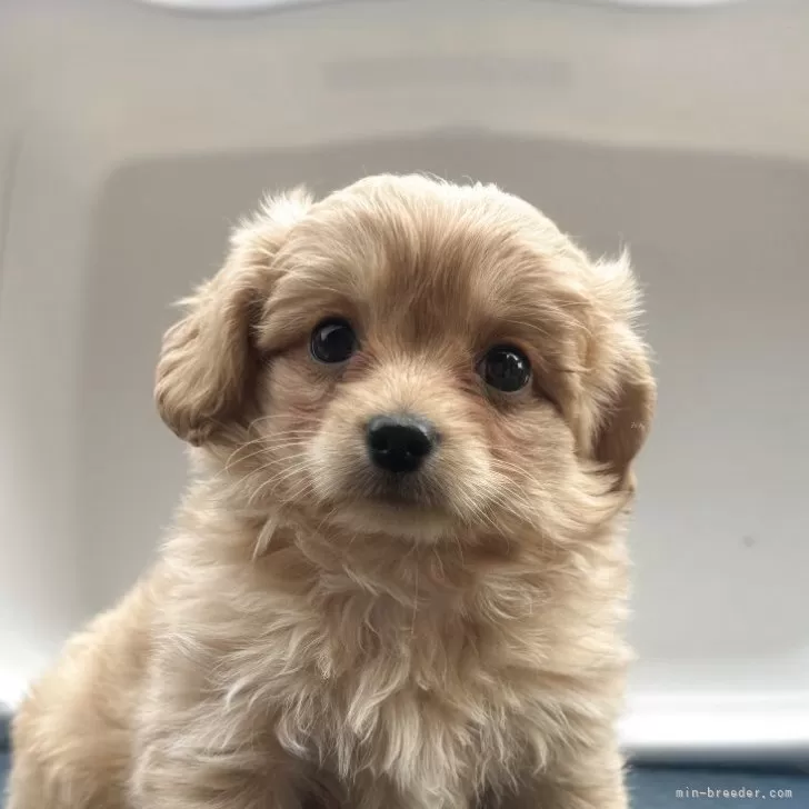 ID:2505-03346の子犬