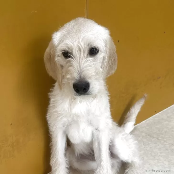 ID：2501-03123の子犬