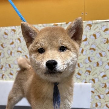 柴犬(標準サイズ)【岡山県・男の子・2025年9月10日・赤】の写真「兄弟で元気いっぱい過ごしてます😊」