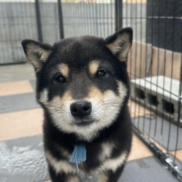 柴犬(豆柴)【岡山県・男の子・2024年10月12日・黒柴】の写真「5月6日までGW特別お値下げ😅」