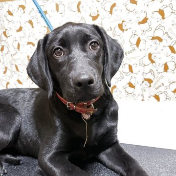 ラブラドールレトリバー【岡山県・女の子・2025年7月23日・ブラック】の写真「クリスマスセール🎄🎄」