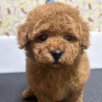 トイプードル(タイニー)【岡山県・男の子・2025年2月18日・レッド】の写真「イケメンくん👍」