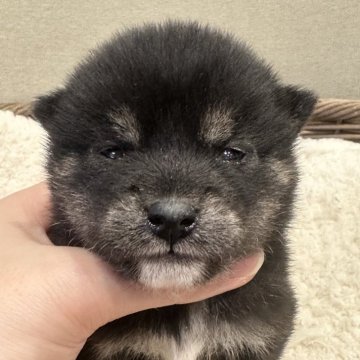 柴犬(豆柴)【岡山県・男の子・2024年12月8日・黒柴】の写真「豆柴出産ラッシュの為少しお安くしてます❣️」