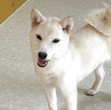 柴犬(豆柴)【岡山県・女の子・2025年5月2日・白柴】の写真「少し大きくなってるのでお安く😉😊」