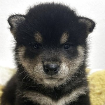 柴犬(豆柴)【岡山県・男の子・2025年7月27日・黒】の写真「兄妹唯一の男の子👍」