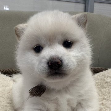 柴犬(豆柴)【岡山県・女の子・2024年12月9日・白柴】の写真「可愛すぎです😁」