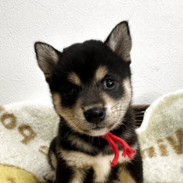 柴犬(豆柴)【岡山県・女の子・2025年7月27日・黒】の写真「めちゃくちゃ可愛い子達です😊」