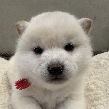 柴犬(豆柴)【岡山県・女の子・2024年12月9日・白柴】の写真「めちゃくちゃ可愛いです🩷」