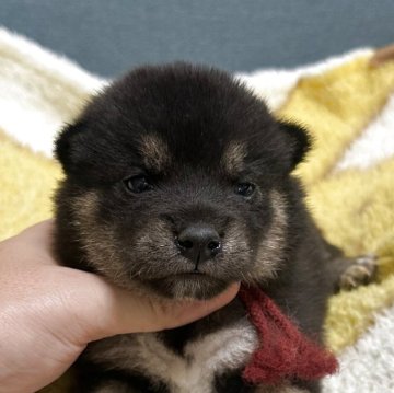 豆柴【岡山県・女の子・2025年7月27日・黒】の写真「めちゃくちゃ可愛い子達です😊」
