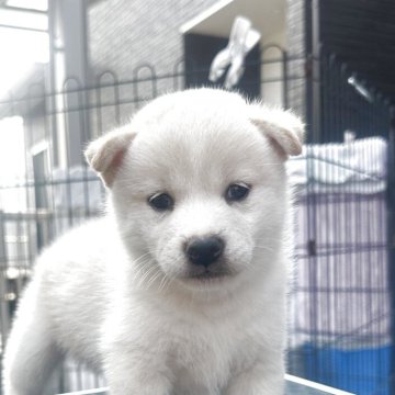 柴犬(標準サイズ)【岡山県・女の子・2025年5月23日・白】の写真「兄弟仲良く過ごしてます❣️」