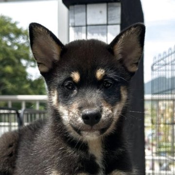 柴犬(標準サイズ)【岡山県・男の子・2025年5月23日・黒】の写真「兄弟仲良く過ごしてます☺️☺️」