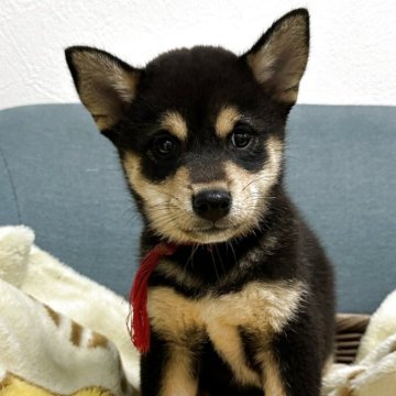 柴犬(豆柴)【岡山県・女の子・2025年7月27日・黒】の写真「めちゃくちゃ可愛い子達です😊☺️」