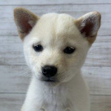 柴犬(豆柴)【岡山県・女の子・2024年10月12日・白柴】の写真「値下げしました😅」