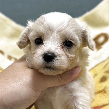 マルプー(マルチーズ×トイプードル)【岡山県・男の子・2025年9月4日・クリーム系】の写真「めちゃくちゃ可愛い😍」