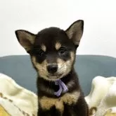 豆柴