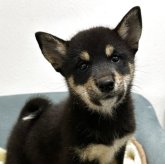 柴犬(豆柴)
