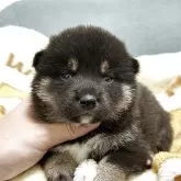 柴犬(標準サイズ)