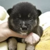 柴犬(標準サイズ)