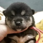 豆柴