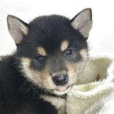 柴犬(豆柴)