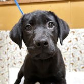 ラブラドールレトリバー