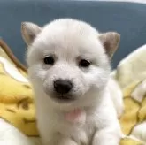 柴犬(標準サイズ)