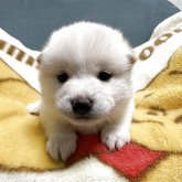 柴犬(標準サイズ)