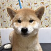 柴犬(標準サイズ)