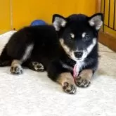 柴犬(標準サイズ)