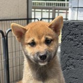 柴犬(標準サイズ)