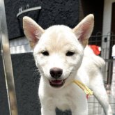 柴犬(豆柴)