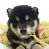 柴犬(豆柴)