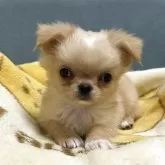 チワワ(ロング)