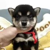 柴犬(標準サイズ)